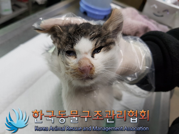 한국동물구조관리협회_411300202400644
